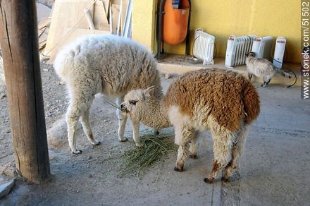 Llama and alpaca babies eating fibers - Chile - Others in SOUTH AMERICA. Photo #51502