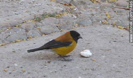 Black - hooded sierra - finch - Chile - Others in SOUTH AMERICA. Photo #51495