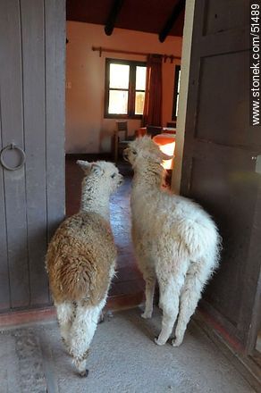 Curiosas crías de alpaca y llama - Chile - Otros AMÉRICA del SUR. Foto No. 51489
