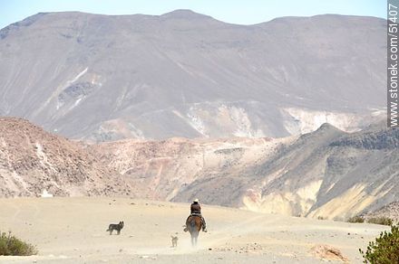 Rider through the desert with his dogs -  - MORE IMAGES. Photo #51407