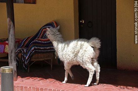 Cría de llama curiosa - Chile - Otros AMÉRICA del SUR. Foto No. 51394