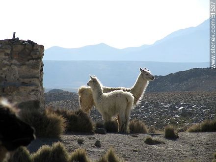 Llamas in Parinacota village - Fauna - MORE IMAGES. Photo #51537