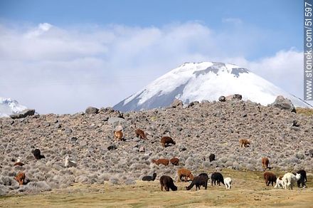 Llamas grazing on the outskirts of the village Parinacota - Chile - Others in SOUTH AMERICA. Photo #51597