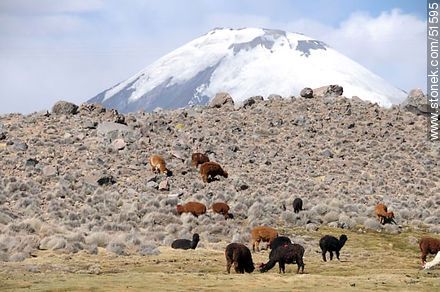 Llamas grazing on the outskirts of the village Parinacota - Chile - Others in SOUTH AMERICA. Photo #51595
