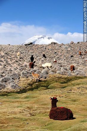Llamas grazing on the outskirts of the village Parinacota - Chile - Others in SOUTH AMERICA. Photo #51592