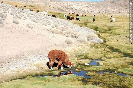 Llamas grazing on the outskirts of the village Parinacota - Chile - Others in SOUTH AMERICA. Photo #51585