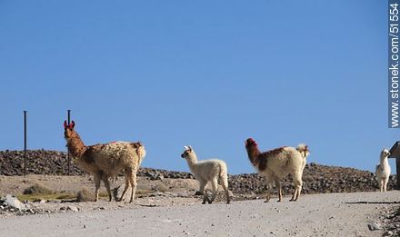 Herd of llamas in Parinacota Village - Chile - Others in SOUTH AMERICA. Photo #51554