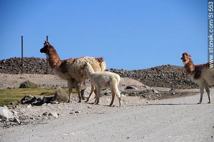 Herd of llamas in Parinacota Village - Chile - Others in SOUTH AMERICA. Photo #51553