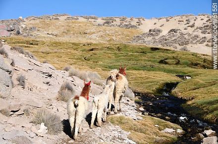 Herd of llamas in Parinacota Village - Chile - Others in SOUTH AMERICA. Photo #51551