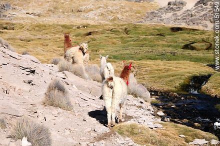 Herd of llamas in Parinacota Village - Chile - Others in SOUTH AMERICA. Photo #51549