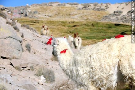 Herd of llamas in Parinacota Village - Chile - Others in SOUTH AMERICA. Photo #51547
