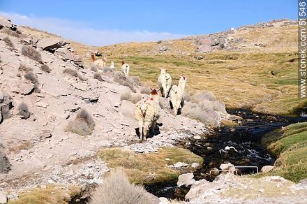 Herd of llamas in Parinacota Village - Chile - Others in SOUTH AMERICA. Photo #51546