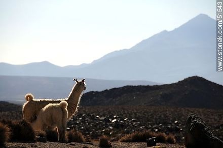 Llama with its calf - Chile - Others in SOUTH AMERICA. Photo #51543