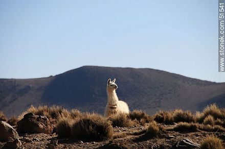 Llama en Parinacota - Chile - Otros AMÉRICA del SUR. Foto No. 51541