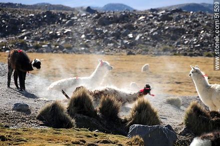 Llamas revolcándose en el polvo. Pueblo Parinacota. - Chile - Otros AMÉRICA del SUR. Foto No. 51539