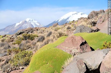 Bofedal vegetation. Pomerape and Parinacota volcanic peaks . - Chile - Others in SOUTH AMERICA. Photo #51532