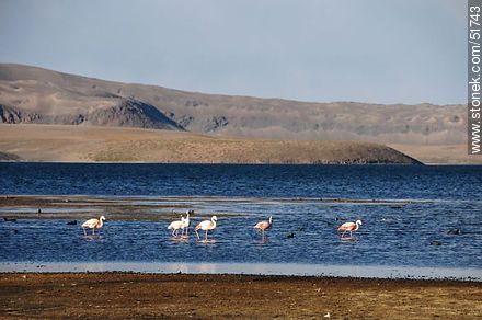 Taguas gigantes y flamencos chilenos en el lago Chungará. - Chile - Otros AMÉRICA del SUR. Foto No. 51743