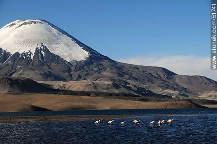 Parinacota volcano. Flock of flamingos on Lake Chungará - Chile - Others in SOUTH AMERICA. Photo #51741