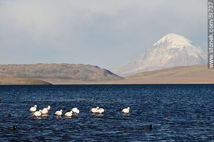 Taguas gigantes y flamencos chilenos en el lago Chungará. Volcán Sajama (Bolivia) - Chile - Otros AMÉRICA del SUR. Foto No. 51737