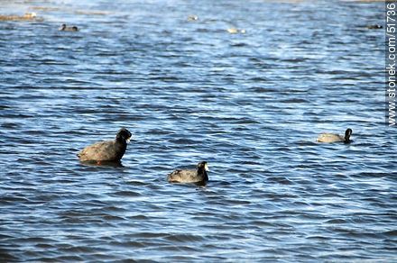 Giant coots on Lake Chungará - Chile - Others in SOUTH AMERICA. Photo #51736