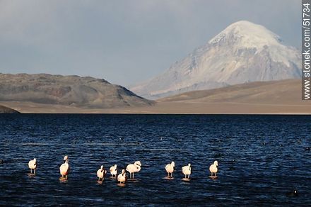 Flamencos chilenos en el lago Chungará. Volcán Sajama. - Chile - Otros AMÉRICA del SUR. Foto No. 51734