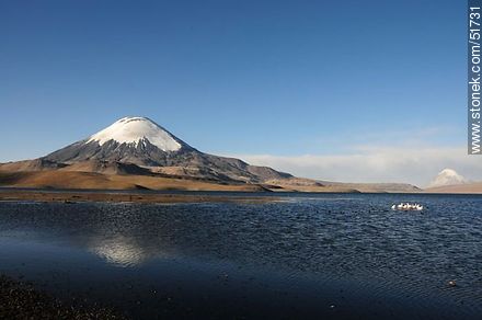 Parinacota volcano. Flock of flamingos on Lake Chungará - Chile - Others in SOUTH AMERICA. Photo #51731