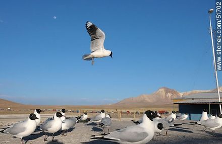 Andean gulls.  - Chile - Others in SOUTH AMERICA. Photo #51702
