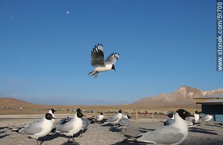 Andean gulls.  - Chile - Others in SOUTH AMERICA. Photo #51700