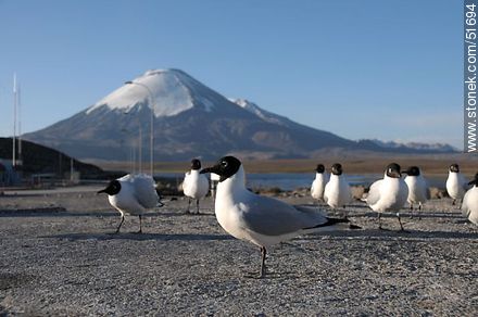 Andean gulls. Parinacota volcano. Chilean border control. - Chile - Others in SOUTH AMERICA. Photo #51694