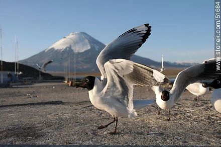 Andean gulls. Parinacota volcano. Chilean border control. - Chile - Others in SOUTH AMERICA. Photo #51684