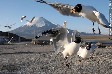 Andean gulls. With the snack in its beak. - Chile - Others in SOUTH AMERICA. Photo #51677
