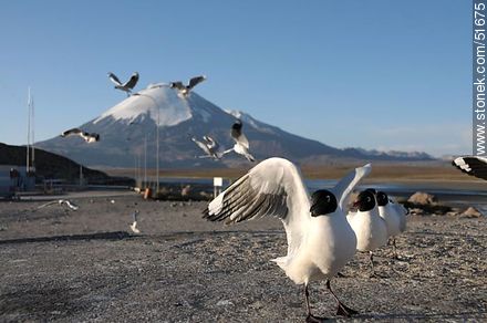 Andean gulls.  Chilean border control. - Chile - Others in SOUTH AMERICA. Photo #51675