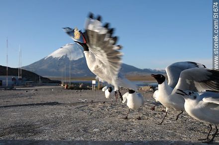 Andean gulls.  Chilean border control. - Fauna - MORE IMAGES. Photo #51674