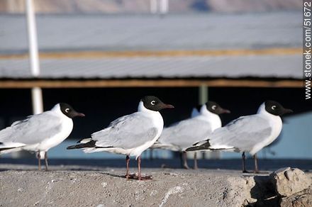 Andean gulls.  Chilean border control. - Chile - Others in SOUTH AMERICA. Photo #51672