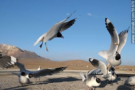 Andean gulls.  Chilean border control. - Chile - Others in SOUTH AMERICA. Photo #51670