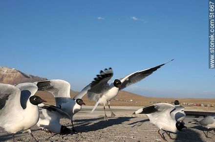 Andean gulls.  Chilean border control. - Chile - Others in SOUTH AMERICA. Photo #51667