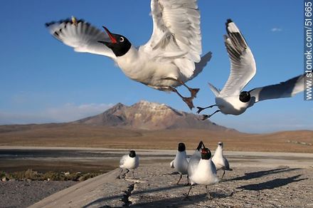 Gaviotas andinas. En vuelo atrapando un bocado. - Chile - Otros AMÉRICA del SUR. Foto No. 51665