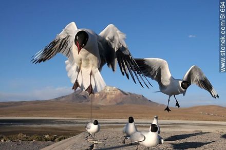 Andean gulls.  Chilean border control. - Chile - Others in SOUTH AMERICA. Photo #51664
