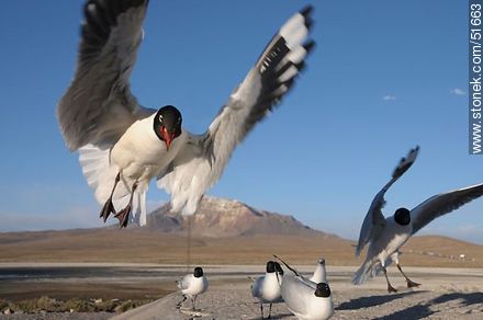 Andean gulls.  Chilean border control. - Chile - Others in SOUTH AMERICA. Photo #51663