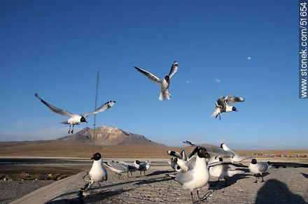 Andean gulls.  Chilean border control. - Chile - Others in SOUTH AMERICA. Photo #51654