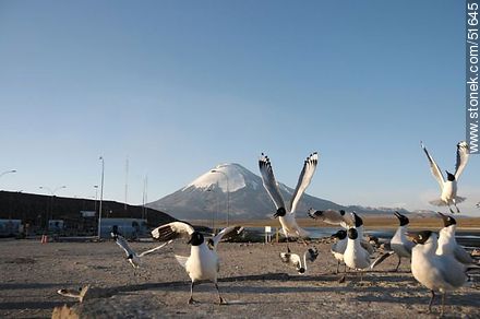 Andean gulls. Parinacota volcano. Chilean border control. - Chile - Others in SOUTH AMERICA. Photo #51645