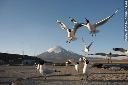 Andean gulls. Parinacota volcano. Chilean border control. - Chile - Others in SOUTH AMERICA. Photo #51644