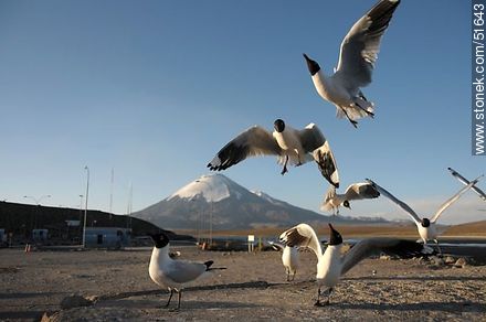 Andean gulls. Parinacota volcano. Chilean border control. - Chile - Others in SOUTH AMERICA. Photo #51643