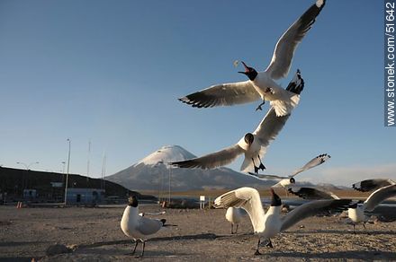 Andean gulls. Parinacota volcano. Chilean border control. - Fauna - MORE IMAGES. Photo #51642