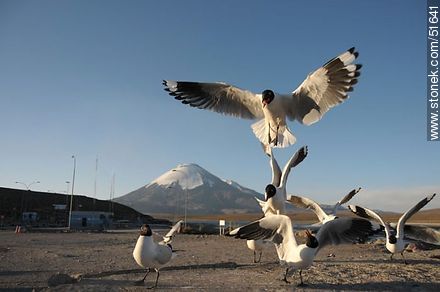 Andean gulls. Parinacota volcano. Chilean border control. - Fauna - MORE IMAGES. Photo #51641