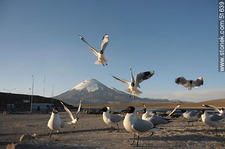 Andean gulls. Parinacota volcano. Chilean border control. - Chile - Others in SOUTH AMERICA. Photo #51639