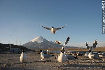 Andean gulls. Parinacota volcano. Chilean border control. - Chile - Others in SOUTH AMERICA. Photo #51638