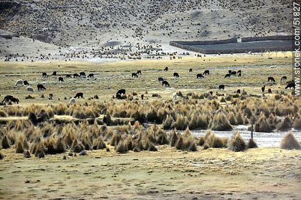 Llamas in the Bolivian Altiplano - Bolivia - Others in SOUTH AMERICA. Foto No. 51827