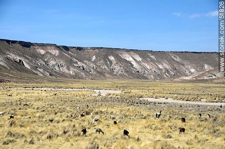 Llamas en el altiplano boliviano - Bolivia - Otros AMÉRICA del SUR. Foto No. 51826
