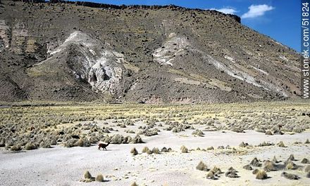Black llama. - Bolivia - Others in SOUTH AMERICA. Foto No. 51824